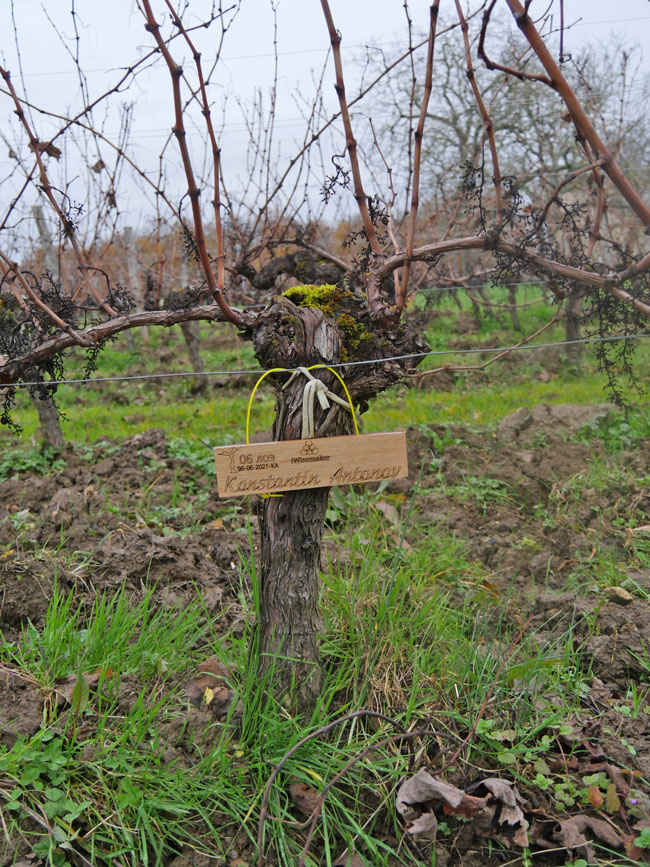 Виноградник на урожай